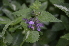  ( - EDNA24-0066519)  @11 [ ] CreativeCommons Attribution NonCommercial ShareAlike (2024) Markus Ruhsam Royal Botanic Garden, Edinburgh