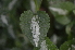  ( - EDNA24-0066519)  @11 [ ] CreativeCommons Attribution NonCommercial ShareAlike (2024) Markus Ruhsam Royal Botanic Garden, Edinburgh
