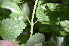  ( - EDNA24-0066519)  @11 [ ] CreativeCommons Attribution NonCommercial ShareAlike (2024) Markus Ruhsam Royal Botanic Garden, Edinburgh
