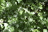  ( - EDNA24-0066519)  @11 [ ] CreativeCommons Attribution NonCommercial ShareAlike (2024) Markus Ruhsam Royal Botanic Garden, Edinburgh