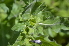  ( - EDNA24-0066521)  @11 [ ] CreativeCommons Attribution NonCommercial ShareAlike (2024) Markus Ruhsam Royal Botanic Garden, Edinburgh