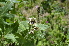  ( - EDNA24-0066521)  @11 [ ] CreativeCommons Attribution NonCommercial ShareAlike (2024) Markus Ruhsam Royal Botanic Garden, Edinburgh