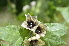  ( - EDNA24-0066521)  @11 [ ] CreativeCommons Attribution NonCommercial ShareAlike (2024) Markus Ruhsam Royal Botanic Garden, Edinburgh