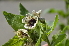  ( - EDNA24-0066521)  @11 [ ] CreativeCommons Attribution NonCommercial ShareAlike (2024) Markus Ruhsam Royal Botanic Garden, Edinburgh