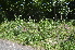  ( - EDNA24-0066521)  @11 [ ] CreativeCommons Attribution NonCommercial ShareAlike (2024) Markus Ruhsam Royal Botanic Garden, Edinburgh