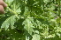  ( - EDNA24-0066521)  @11 [ ] CreativeCommons Attribution NonCommercial ShareAlike (2024) Markus Ruhsam Royal Botanic Garden, Edinburgh