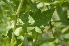  ( - EDNA24-0066521)  @11 [ ] CreativeCommons Attribution NonCommercial ShareAlike (2024) Markus Ruhsam Royal Botanic Garden, Edinburgh