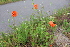  ( - EDNA21-0061103)  @11 [ ] CreativeCommons Attribution NonCommercial ShareAlike (2021) Markus Ruhsam Royal Botanic Garden, Edinburgh