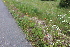  ( - EDNA21-0061103)  @11 [ ] CreativeCommons Attribution NonCommercial ShareAlike (2021) Markus Ruhsam Royal Botanic Garden, Edinburgh