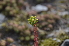  ( - EDNA24-0066527)  @11 [ ] CreativeCommons Attribution NonCommercial ShareAlike (2024) Markus Ruhsam Royal Botanic Garden, Edinburgh