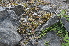 ( - EDNA24-0066527)  @11 [ ] CreativeCommons Attribution NonCommercial ShareAlike (2024) Markus Ruhsam Royal Botanic Garden, Edinburgh