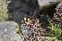  ( - EDNA24-0066527)  @11 [ ] CreativeCommons Attribution NonCommercial ShareAlike (2024) Markus Ruhsam Royal Botanic Garden, Edinburgh