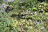  ( - EDNA24-0066527)  @11 [ ] CreativeCommons Attribution NonCommercial ShareAlike (2024) Markus Ruhsam Royal Botanic Garden, Edinburgh