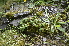  ( - EDNA24-0066527)  @11 [ ] CreativeCommons Attribution NonCommercial ShareAlike (2024) Markus Ruhsam Royal Botanic Garden, Edinburgh