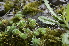  ( - EDNA24-0066527)  @11 [ ] CreativeCommons Attribution NonCommercial ShareAlike (2024) Markus Ruhsam Royal Botanic Garden, Edinburgh