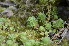  ( - EDNA24-0066527)  @11 [ ] CreativeCommons Attribution NonCommercial ShareAlike (2024) Markus Ruhsam Royal Botanic Garden, Edinburgh