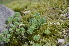  ( - EDNA24-0066527)  @11 [ ] CreativeCommons Attribution NonCommercial ShareAlike (2024) Markus Ruhsam Royal Botanic Garden, Edinburgh