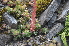  ( - EDNA24-0066527)  @11 [ ] CreativeCommons Attribution NonCommercial ShareAlike (2024) Markus Ruhsam Royal Botanic Garden, Edinburgh