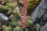  ( - EDNA24-0066527)  @11 [ ] CreativeCommons Attribution NonCommercial ShareAlike (2024) Markus Ruhsam Royal Botanic Garden, Edinburgh