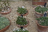  ( - EDNA24-0066529)  @11 [ ] CreativeCommons Attribution NonCommercial ShareAlike (2024) Markus Ruhsam Royal Botanic Garden, Edinburgh
