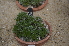  ( - EDNA24-0066529)  @11 [ ] CreativeCommons Attribution NonCommercial ShareAlike (2024) Markus Ruhsam Royal Botanic Garden, Edinburgh