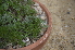  ( - EDNA24-0066529)  @11 [ ] CreativeCommons Attribution NonCommercial ShareAlike (2024) Markus Ruhsam Royal Botanic Garden, Edinburgh