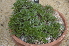  ( - EDNA24-0066529)  @11 [ ] CreativeCommons Attribution NonCommercial ShareAlike (2024) Markus Ruhsam Royal Botanic Garden, Edinburgh