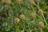  (Acaena novae-zelandiae - EDNA24-0066531)  @11 [ ] CreativeCommons Attribution NonCommercial ShareAlike (2024) Markus Ruhsam Royal Botanic Garden, Edinburgh