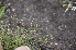  ( - EDNA24-0066622)  @11 [ ] CreativeCommons Attribution NonCommercial ShareAlike (2024) Markus Ruhsam Royal Botanic Garden, Edinburgh
