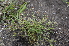  ( - EDNA24-0066622)  @11 [ ] CreativeCommons Attribution NonCommercial ShareAlike (2024) Markus Ruhsam Royal Botanic Garden, Edinburgh