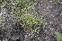  ( - EDNA24-0066622)  @11 [ ] CreativeCommons Attribution NonCommercial ShareAlike (2024) Markus Ruhsam Royal Botanic Garden, Edinburgh
