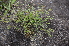  ( - EDNA24-0066622)  @11 [ ] CreativeCommons Attribution NonCommercial ShareAlike (2024) Markus Ruhsam Royal Botanic Garden, Edinburgh