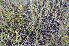  ( - EDNA24-0066628)  @11 [ ] CreativeCommons Attribution NonCommercial ShareAlike (2024) Markus Ruhsam Royal Botanic Garden, Edinburgh
