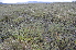  ( - EDNA24-0066628)  @11 [ ] CreativeCommons Attribution NonCommercial ShareAlike (2024) Markus Ruhsam Royal Botanic Garden, Edinburgh