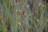  ( - EDNA24-0066628)  @11 [ ] CreativeCommons Attribution NonCommercial ShareAlike (2024) Markus Ruhsam Royal Botanic Garden, Edinburgh