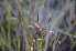  ( - EDNA24-0066628)  @11 [ ] CreativeCommons Attribution NonCommercial ShareAlike (2024) Markus Ruhsam Royal Botanic Garden, Edinburgh
