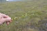  ( - EDNA24-0066628)  @11 [ ] CreativeCommons Attribution NonCommercial ShareAlike (2024) Markus Ruhsam Royal Botanic Garden, Edinburgh