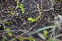 ( - EDNA24-0066647)  @11 [ ] CreativeCommons Attribution NonCommercial ShareAlike (2024) Markus Ruhsam Royal Botanic Garden, Edinburgh