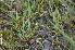  ( - EDNA24-0066629)  @11 [ ] CreativeCommons Attribution NonCommercial ShareAlike (2024) Markus Ruhsam Royal Botanic Garden, Edinburgh