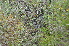  ( - EDNA24-0066629)  @11 [ ] CreativeCommons Attribution NonCommercial ShareAlike (2024) Markus Ruhsam Royal Botanic Garden, Edinburgh