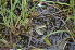  ( - EDNA24-0066629)  @11 [ ] CreativeCommons Attribution NonCommercial ShareAlike (2024) Markus Ruhsam Royal Botanic Garden, Edinburgh