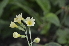  (Primula elatior - EDNA24-0066635)  @11 [ ] CreativeCommons Attribution NonCommercial ShareAlike (2024) Markus Ruhsam Royal Botanic Garden, Edinburgh