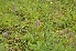  ( - EDNA24-0066637)  @11 [ ] CreativeCommons Attribution NonCommercial ShareAlike (2024) Markus Ruhsam Royal Botanic Garden, Edinburgh