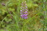  (Gymnadenia densiflora - EDNA24-0066637)  @11 [ ] CreativeCommons Attribution NonCommercial ShareAlike (2024) Markus Ruhsam Royal Botanic Garden, Edinburgh