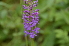 ( - EDNA24-0066637)  @11 [ ] CreativeCommons Attribution NonCommercial ShareAlike (2024) Markus Ruhsam Royal Botanic Garden, Edinburgh