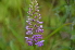  ( - EDNA24-0066637)  @11 [ ] CreativeCommons Attribution NonCommercial ShareAlike (2024) Markus Ruhsam Royal Botanic Garden, Edinburgh