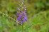  ( - EDNA24-0066637)  @11 [ ] CreativeCommons Attribution NonCommercial ShareAlike (2024) Markus Ruhsam Royal Botanic Garden, Edinburgh