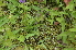  ( - EDNA24-0066637)  @11 [ ] CreativeCommons Attribution NonCommercial ShareAlike (2024) Markus Ruhsam Royal Botanic Garden, Edinburgh