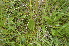  (Platanthera chlorantha - EDNA24-0066638)  @11 [ ] CreativeCommons Attribution NonCommercial ShareAlike (2024) Markus Ruhsam Royal Botanic Garden, Edinburgh