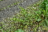  ( - EDNA24-0066643)  @11 [ ] CreativeCommons Attribution NonCommercial ShareAlike (2024) Markus Ruhsam Royal Botanic Garden, Edinburgh